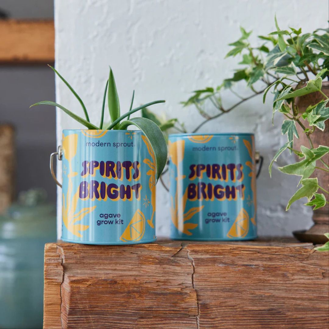 Grow Kit Spirits Bright Agave – Modern Sprouts